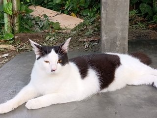 Panda - Domestic Medium Hair Cat