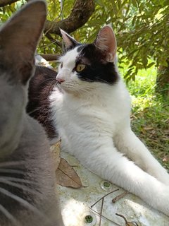 Panda - Domestic Medium Hair Cat