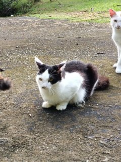 Panda - Domestic Medium Hair Cat