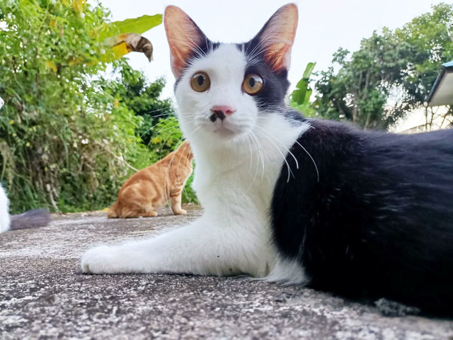 Panda - Domestic Medium Hair Cat