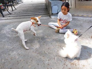 Angel Gal - Mixed Breed Dog