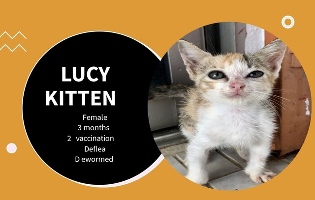 Lucy Kitten  - Domestic Short Hair Cat