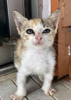 Lucy Kitten  - Domestic Short Hair Cat