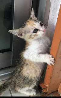 Lucy Kitten  - Domestic Short Hair Cat