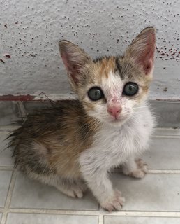 Lucy Kitten  - Domestic Short Hair Cat