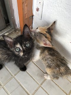 Lucy Kitten  - Domestic Short Hair Cat