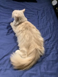 Nana - Persian + Domestic Long Hair Cat