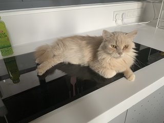 Nana - Persian + Domestic Long Hair Cat