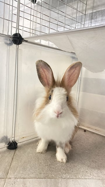 Mocha - Dutch + Lionhead Rabbit