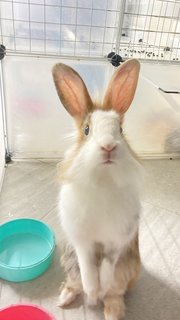 Mocha - Dutch + Lionhead Rabbit