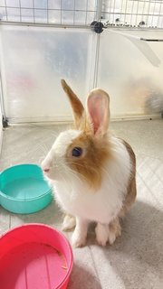 Mocha - Dutch + Lionhead Rabbit