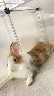 Mocha - Dutch + Lionhead Rabbit