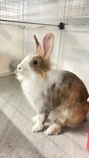 Mocha - Dutch + Lionhead Rabbit