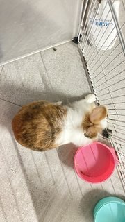 Mocha - Dutch + Lionhead Rabbit