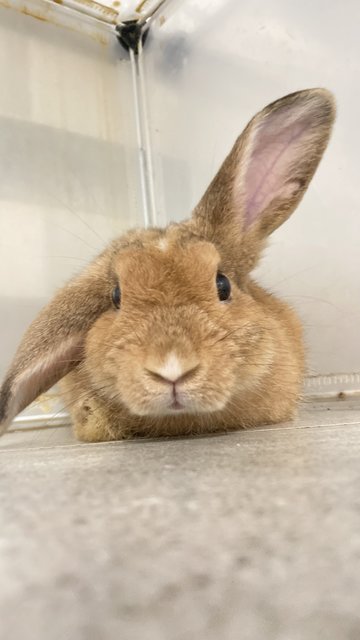 Cookie Purebreed Holland Lop - Holland Lop Rabbit