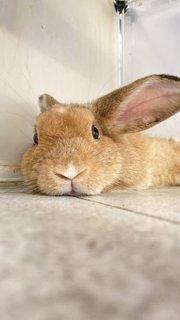 Cookie Purebreed Holland Lop - Holland Lop Rabbit