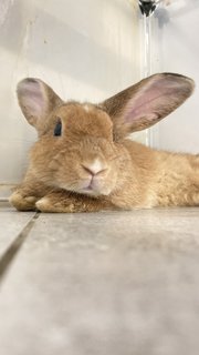 Cookie Purebreed Holland Lop - Holland Lop Rabbit