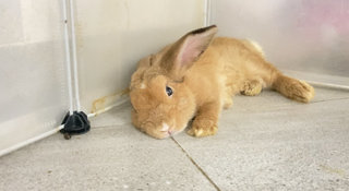 Cookie Purebreed Holland Lop - Holland Lop Rabbit