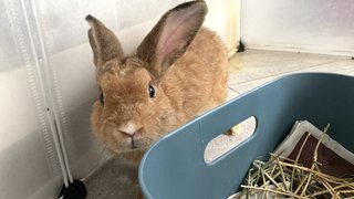 Cookie Purebreed Holland Lop - Holland Lop Rabbit