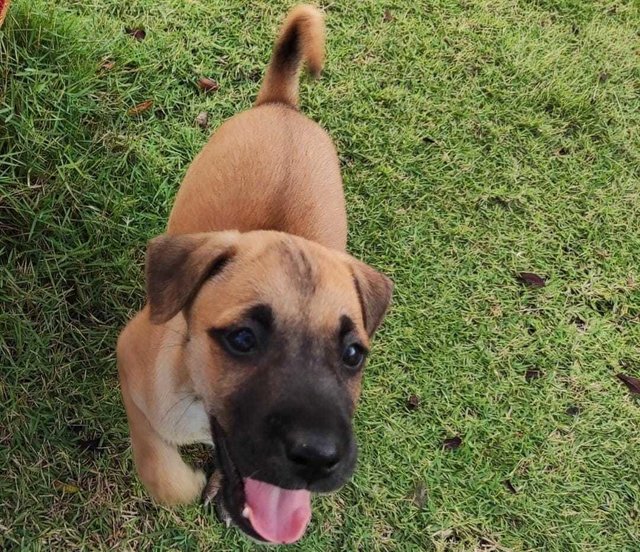 Little Brownie  - Mixed Breed Dog