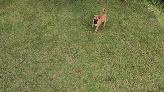 Little Brownie  - Mixed Breed Dog