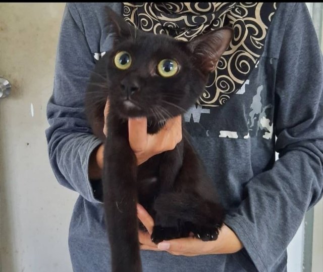 Black - Domestic Short Hair Cat