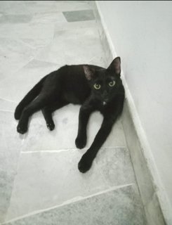 Black - Domestic Short Hair Cat