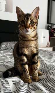 Polo - Domestic Short Hair Cat