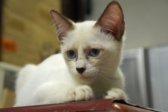 Panda - Domestic Short Hair Cat