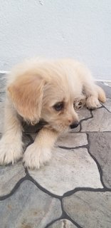 Maltese Shih Tzu  - Mixed Breed Dog