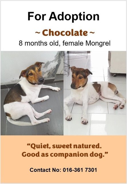 Chocogirl - Mixed Breed Dog