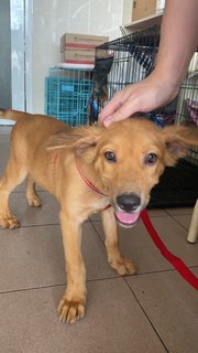 Gillian ( Golden Retriever Mix)  - Mixed Breed Dog