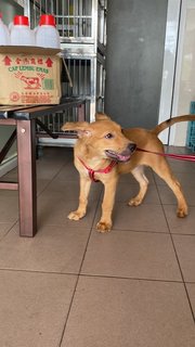 Gillian ( Golden Retriever Mix)  - Mixed Breed Dog