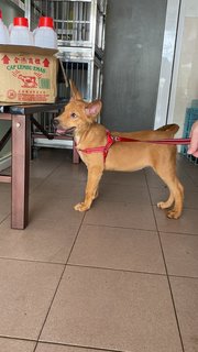 Gillian ( Golden Retriever Mix)  - Mixed Breed Dog