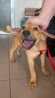 Gillian ( Golden Retriever Mix)  - Mixed Breed Dog