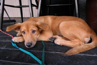 Gillian ( Golden Retriever Mix)  - Mixed Breed Dog