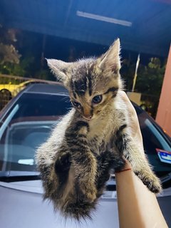 Giat Giat - Domestic Short Hair Cat