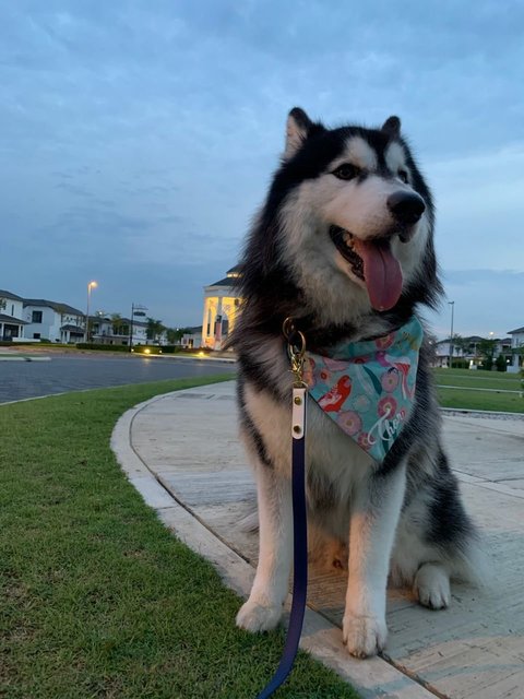 Thor - Husky Dog