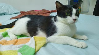 Rina Vaccinated And Spayed - Domestic Short Hair Cat