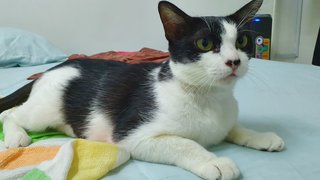 Rina Vaccinated And Spayed - Domestic Short Hair Cat