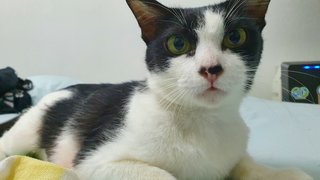 Rina Vaccinated And Spayed - Domestic Short Hair Cat