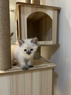 Fifi - Persian Cat