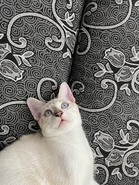 Simba - Domestic Medium Hair Cat