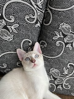 Simba - Domestic Medium Hair Cat