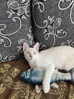 Simba - Domestic Medium Hair Cat