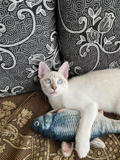 Simba - Domestic Medium Hair Cat