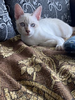 Simba - Domestic Medium Hair Cat