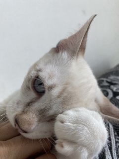 Simba - Domestic Medium Hair Cat