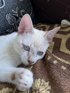 Simba - Domestic Medium Hair Cat
