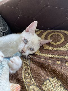Simba - Domestic Medium Hair Cat